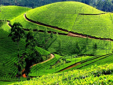 Ooty Tourism