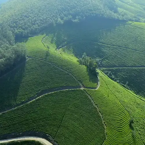Munnar Tourism